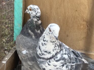 Другие с/х животные: Породные голуби с «чубом» и мощным зобом (дутыши/крякуны), окраска — 19