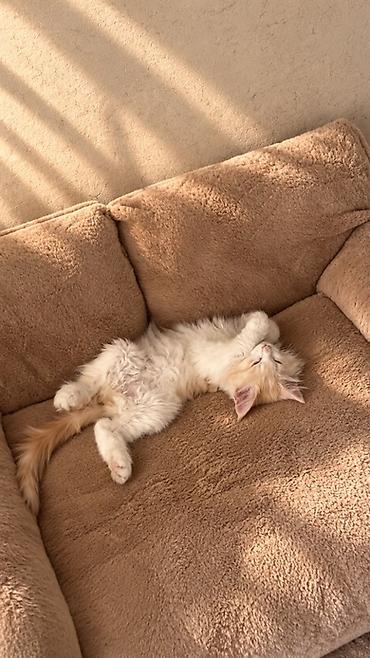 Мышыктар сатылат: 🐱 Продаётся котёнок мейн-кун, 3 месяца Ищем любящих и ответственных — 6