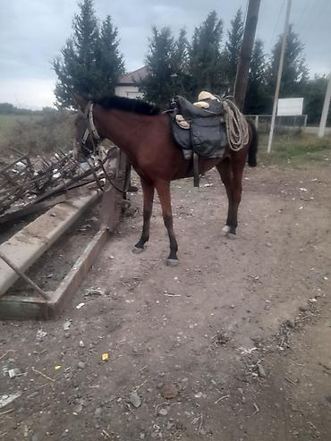 Erkək, Qarabag, il: 2, Ünvandan götürmə