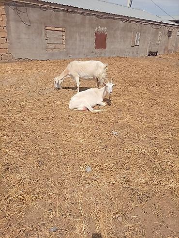 husky balası: SAF KAN MACAR VE FIRANSIZ SANEN KEÇİLERİ - Növ: süd və ətlik yerli — 4