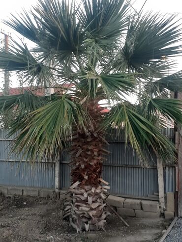 kala gülünün faydaları: Salam satilir qiymet 1500 azn real aliciya endirim olacaq