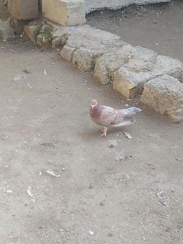 üzgüçülük: Ebres mayadir tutlmadi oynagdi gedmey isdeyir real alici yazsin — 2