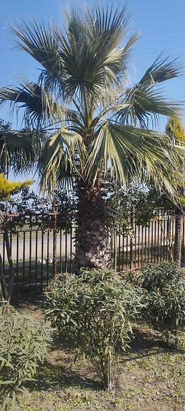 agac tinglerinin satisi: Ucuz qiymete qazon. var. 0Thuja və iynəyarpaqlı dekorativ ağaclar – — 7
