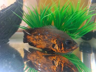 Akvariumlar: Akvarium və balıq dəsti satılır. Dəst tərkibi: - Şüşə akvarium — 1