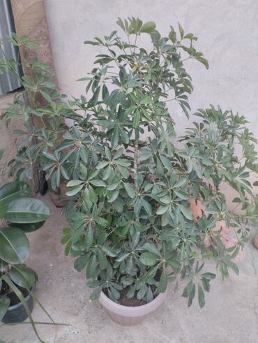 мягкий мебель для зала: Шеффлера (Schefflera arboricola) в горшке. - Крупное