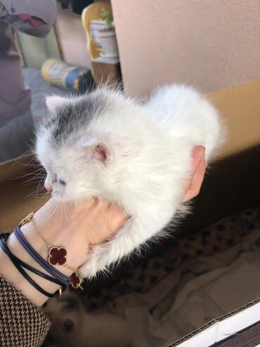 нашли кошку: Котята Отдам в добрые руки!!! - Возраст: на фото — совсем маленькие