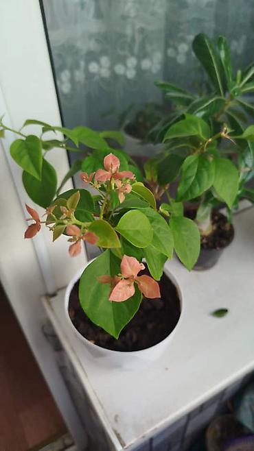 Денежное дерево: Толстянка (денежное дерево) в горшке. - Сорт: Crassula ovata — 13