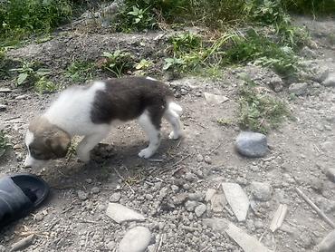 qara toyuq sortu: Kanqal, 1 ay, Erkək, Peyvəndli, Ödənişli çatdırılma — 2