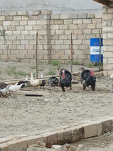 ucuz toyuq satisi: Salam öz qapımın 6 7 aylığ sağlam hinduşkalarıdır maşallah olsun — 3
