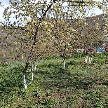 Torpaq sahələrinin satışı: Kənd təsərrüfatı — 11
