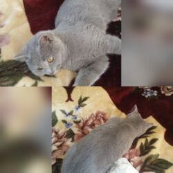 şotland pişiklər: Sotland 8 ayliq 120 azn satilir‼️butun peyvendleri olunub unvan hovsan