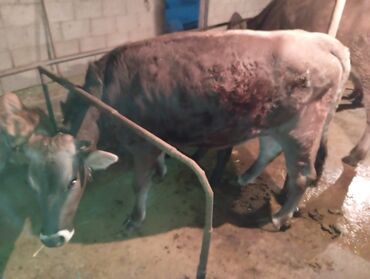 сколько длится беременность коровы: Продаю | Тёлка