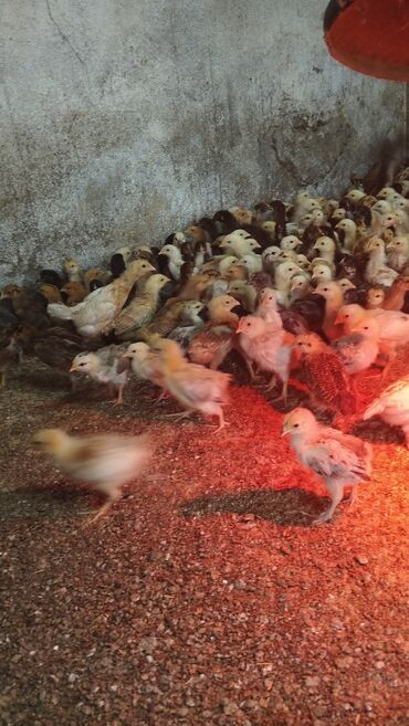 домашние птицы: Продам цыплят, простые домашние.возраст три с половиной недели цена за