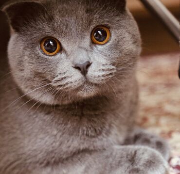 шотланские коты: КОТ НА ВЯЗКУ (не продается!) Молодой скоттиш фолд, окрас голубой