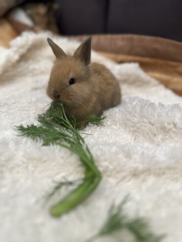 комбикорм для кроликов: Осталось два рыжих кролика 🥰Очаровашки милашки, крольчата львиная