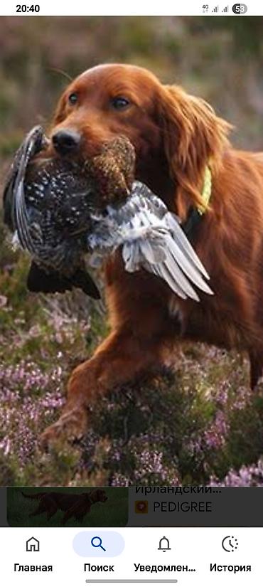 Продажа собак: Ирландски цеттр 1 год цено 200. $. кабел — 9