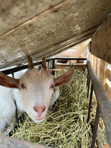 молочные козы в кыргызстане: Продаю | Коза (самка), Козлёнок | Зааненская | Для разведения, Для молока