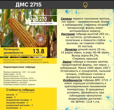 трактор юто 704 цена в бишкеке: Семена кукурузы на силос и зерно мешок семян есть доставка вопросы по