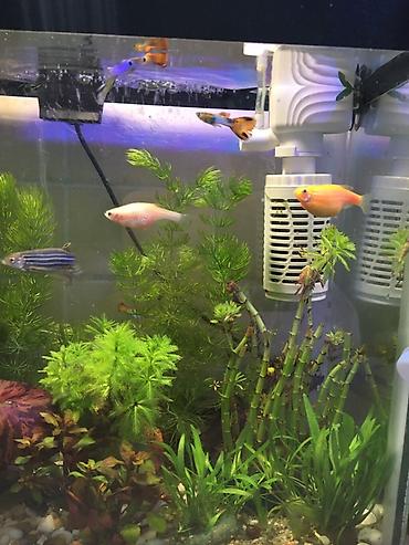 Аквариумы: Рыбки гуппи подростки — 8