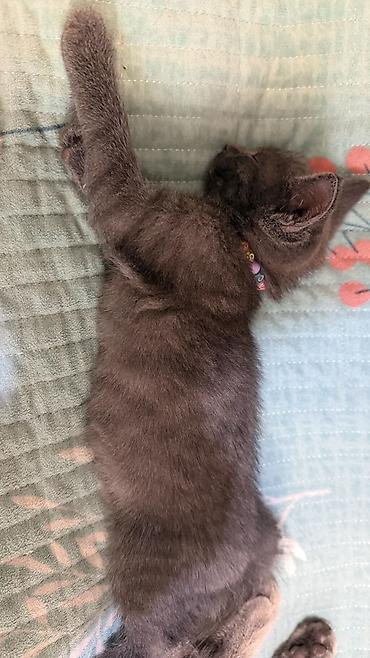 коты бесплатные: Котята домашние, помёт из трёх малышей: - Полосатый тигровый котёнок с — 4