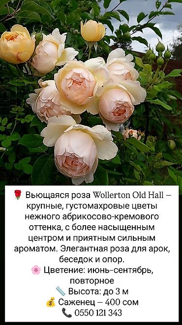 коробки для цветов бишкек: Саженцы Платная доставка — 6