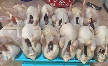 нутрия мясо: Мясо перепёлки. 4-5 шт в 1 кг — 1