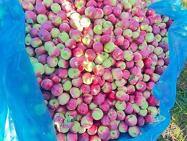 Продажа участков: Для бизнеса, Красная книга at lalafo.kg — 7 Продажа участков: Для бизнеса, Красная книга — 7