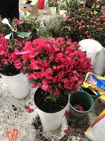 Букеты из живых цветов: Гортензии в декоративных пакетах-кофрах - Композиции из цветущих — 12