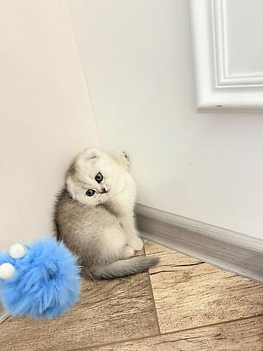 chi su: Шотландские вислоухие котята (скоттиш-фолд) серебристая шиншилла с — 2