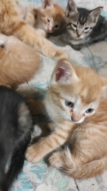 миски для животных: Раздаём котят. 5 рыжих, 1 черный и один черно-пестрый