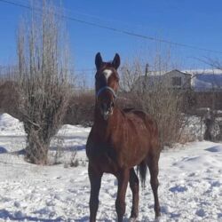 объявления о найденных собаках: Продаю | Жеребец | Английская | Конный спорт | Племенные