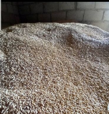 памятники на могилу фото и цены бишкек: Продаю Ячмень (Арпа) 4тонна.Самовывоз.Цена договорная