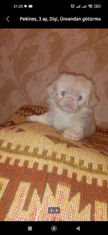 İtlər: Pekines, 3 ay, Dişi