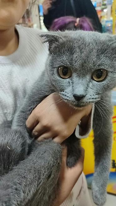 шотландские кошка: Шотландская кошка, окрас голубой (серый). Короткая густая шерсть — 2