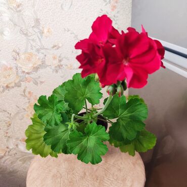 сансевьера комнатное растение: Продаю герань крупно цветковую