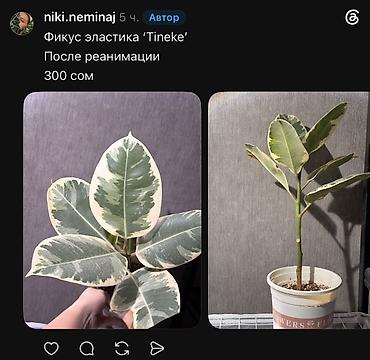 Фикустар: Внимание, освобождаю полки. Фикусы, сингониумы, Филодендроны детки — 9
