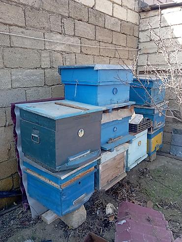 çardaq quşun yuvası: Arıçılıq üçün taxta pətəklər və üst korpuslar - Material: qalın — 1