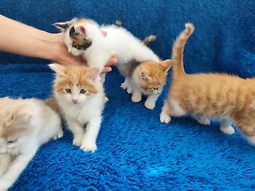 домашний животные: Котята Мейн-Куна, 1,5 месяца. Окрас разный. Причины к лотку. Едят уже — 5