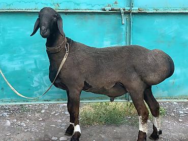 Баран, овца: Продаю | Баран (самец) | Арашан | Для разведения | Осеменитель — 2