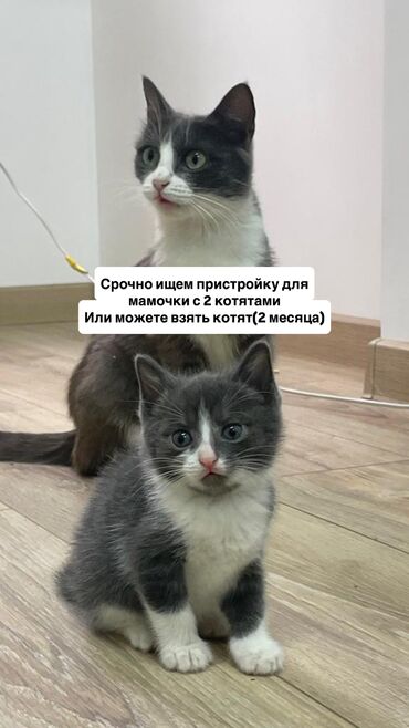 черная британская кошка: Срочно ищем пристройку для мамочки с 5котятами. Котят уже можно