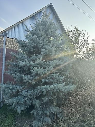 Голубая ель (вероятно Picea pungens ‘Glauca’): взрослое декоративное