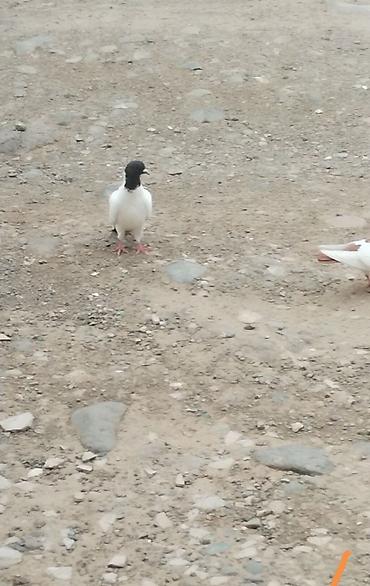goyərclər: Qara baş erkeydi kuleyli havada tutulub qus gencede gondermekde — 1