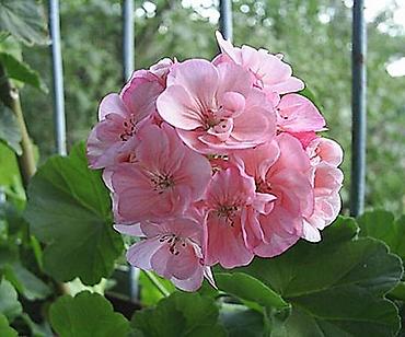 Другие комнатные растения: Комнатные цветы, растения. РАСПРОДАЮ ОСТАТКИ ПО 100 сом есть и — 8