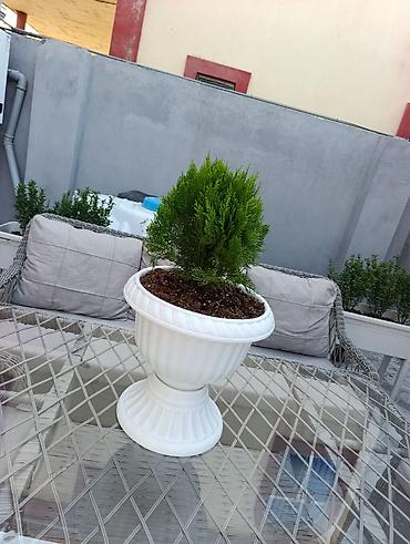 Digər daşınmaz kommersiya əmlakı icarəsi: Bag evlərinə villalara həyət evlərinə, bina evlərinə baglarina -da lalafo.az — 18 Digər daşınmaz kommersiya əmlakı icarəsi: Bag evlərinə villalara həyət evlərinə, bina evlərinə baglarina — 18