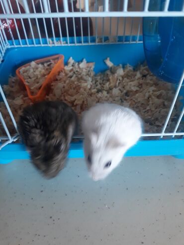 hamster qəfəs: Cunqarik teze qefes ve levezimatlari ile birlikde satilir saglam ve