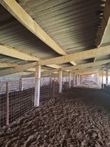 Сельхоз предприятия: Продаю Кошара, 800 соток, Действующий, С оборудованием — 6
