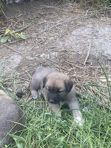 İtlər: 1 ay, Erkek, Peyvəndli, Ödənişli çatdırılma — 10