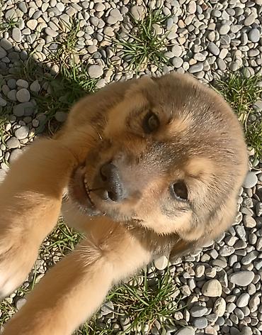 İtlər: 2 ay, Erkek — 10