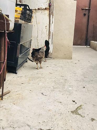Kənd təsərrüfatı quşları: Toyuq, Yumurtalıq, Ünvandan götürmə — 3