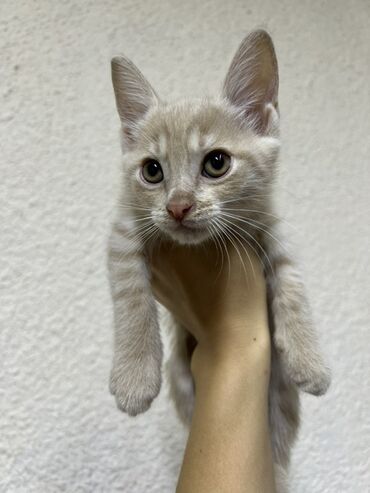 где можно купить котят: 2 месяца, Мальчик